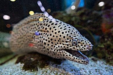 人生模拟游戏《inZOI》全球直播结束 售价仅为188元